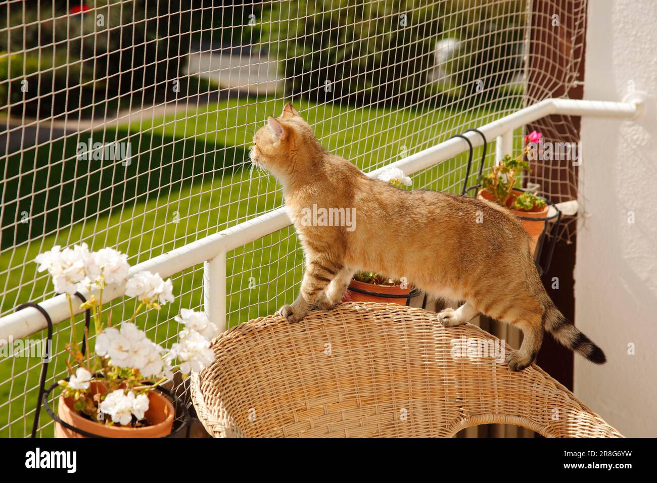 British shorthair cat, BKH, balcony, net, fall protection Stock Photo