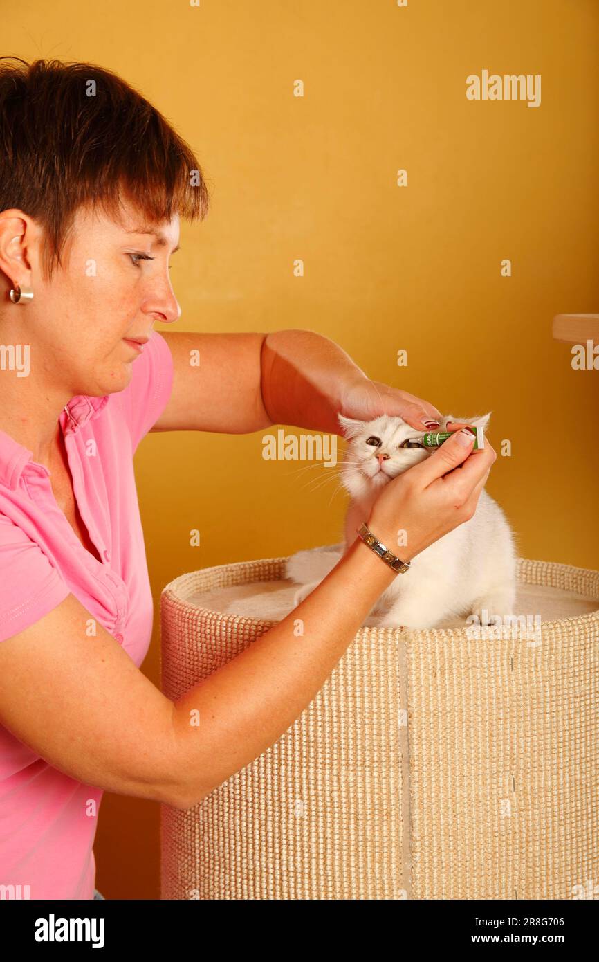 Woman and British shorthair cat, silvershaded, BKH, administer eye