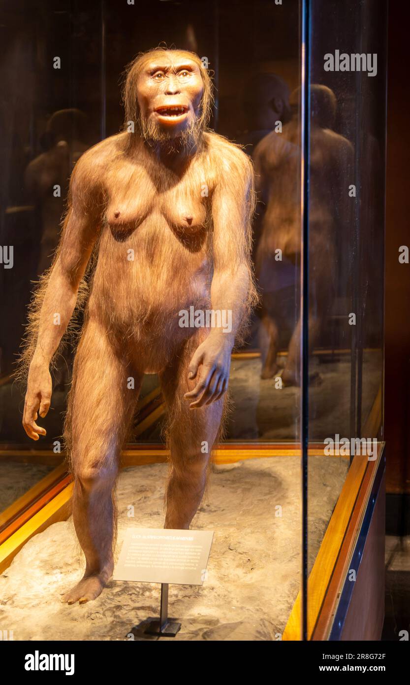 Reconstruction of Lucy a hominid who lived 3.2 million years, Australopithecus Afarensis, National Museum of Anthropology, Mexico City, Mexico Stock Photo