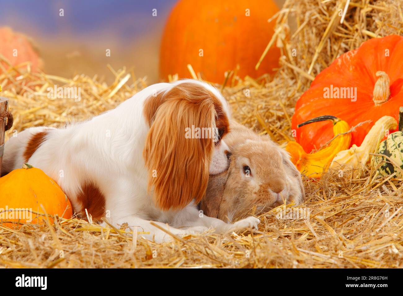 Cavalier King Charles Spaniel, Blenheim and Lopeared Dwarf Rabbit
