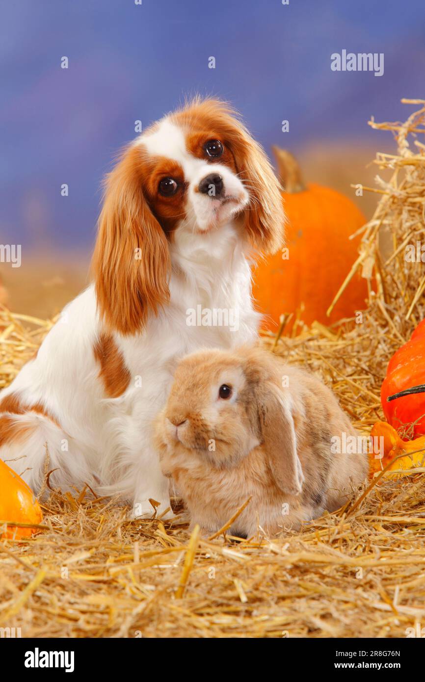 Cavalier King Charles Spaniel, Blenheim and Lopeared Dwarf Rabbit