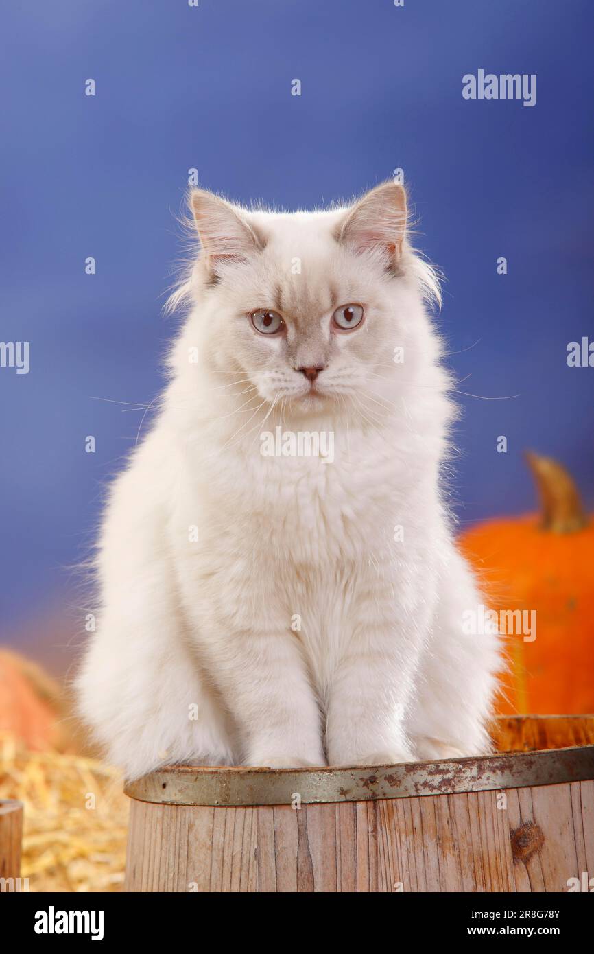 British hotsell longhair lilac