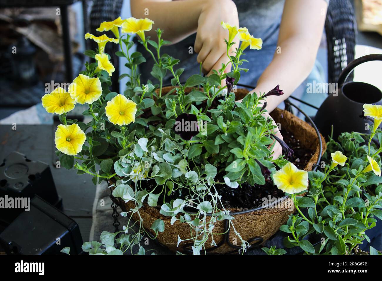 Young woman using a trowel plant a mixed annual hanging basket or pot of flowers. Flowers include yellow and black petunias with dichondra. Stock Photo