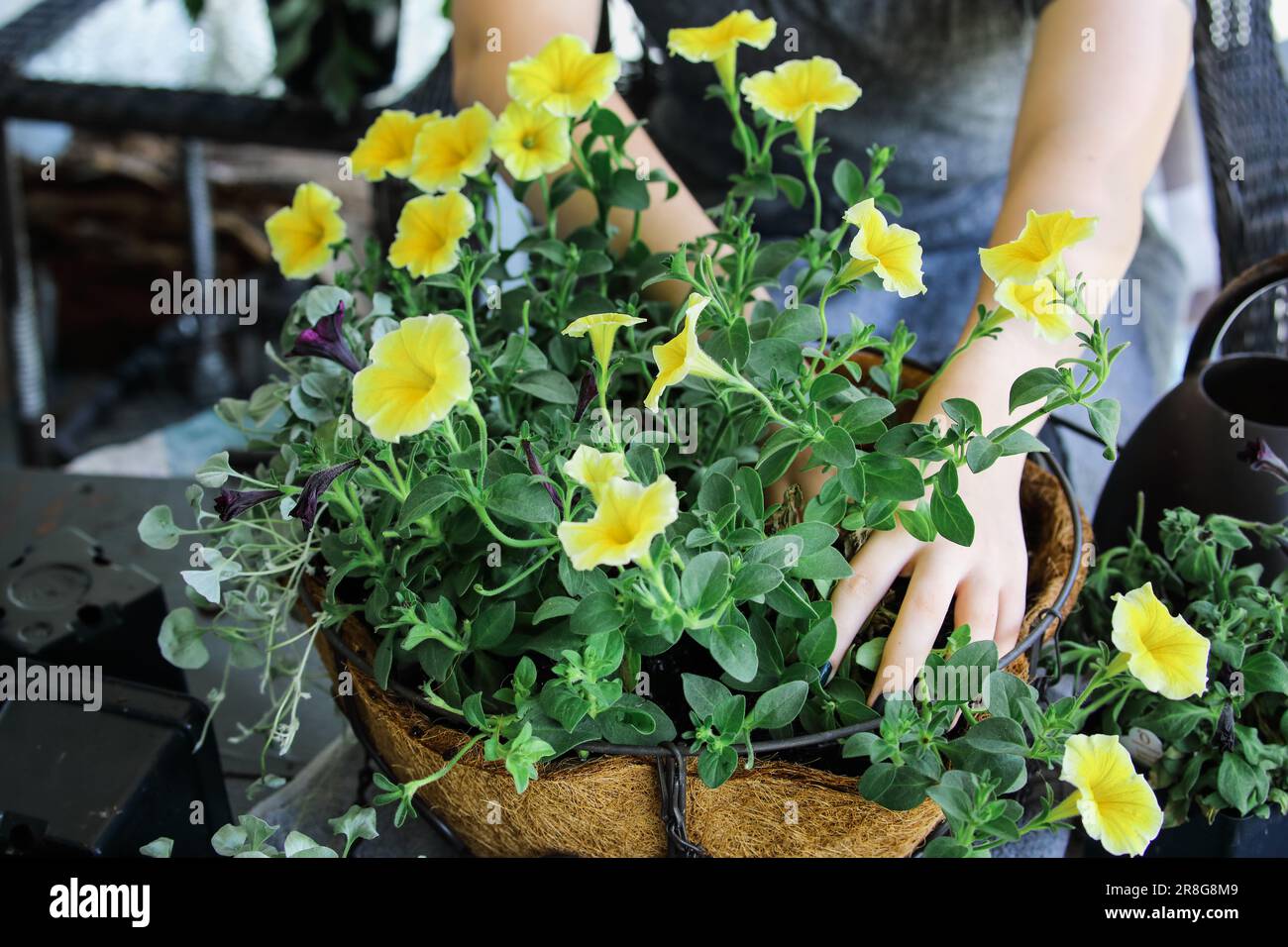 Young woman planting a mixed annual hanging basket or pot of flowers. Flowers include yellow and black petunias with dichondra. Stock Photo
