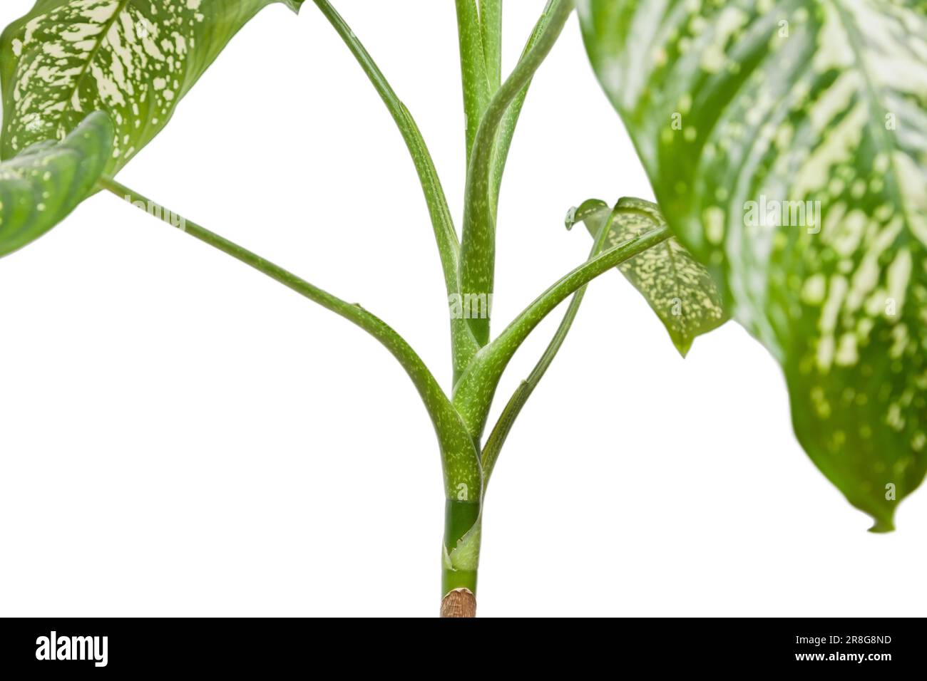 Dieffenbachia plant, houseplant iisolated on white background, closeup Stock Photo