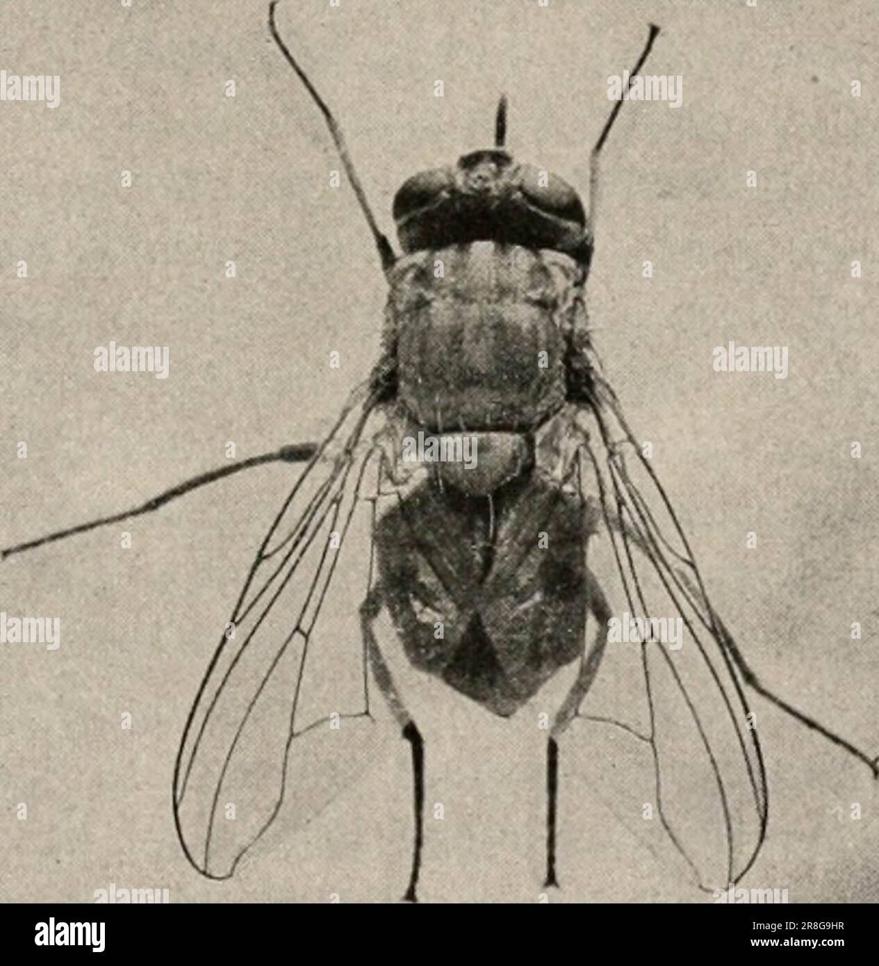 Stable-fly, Stomoxys calcitrans. Stock Photo
