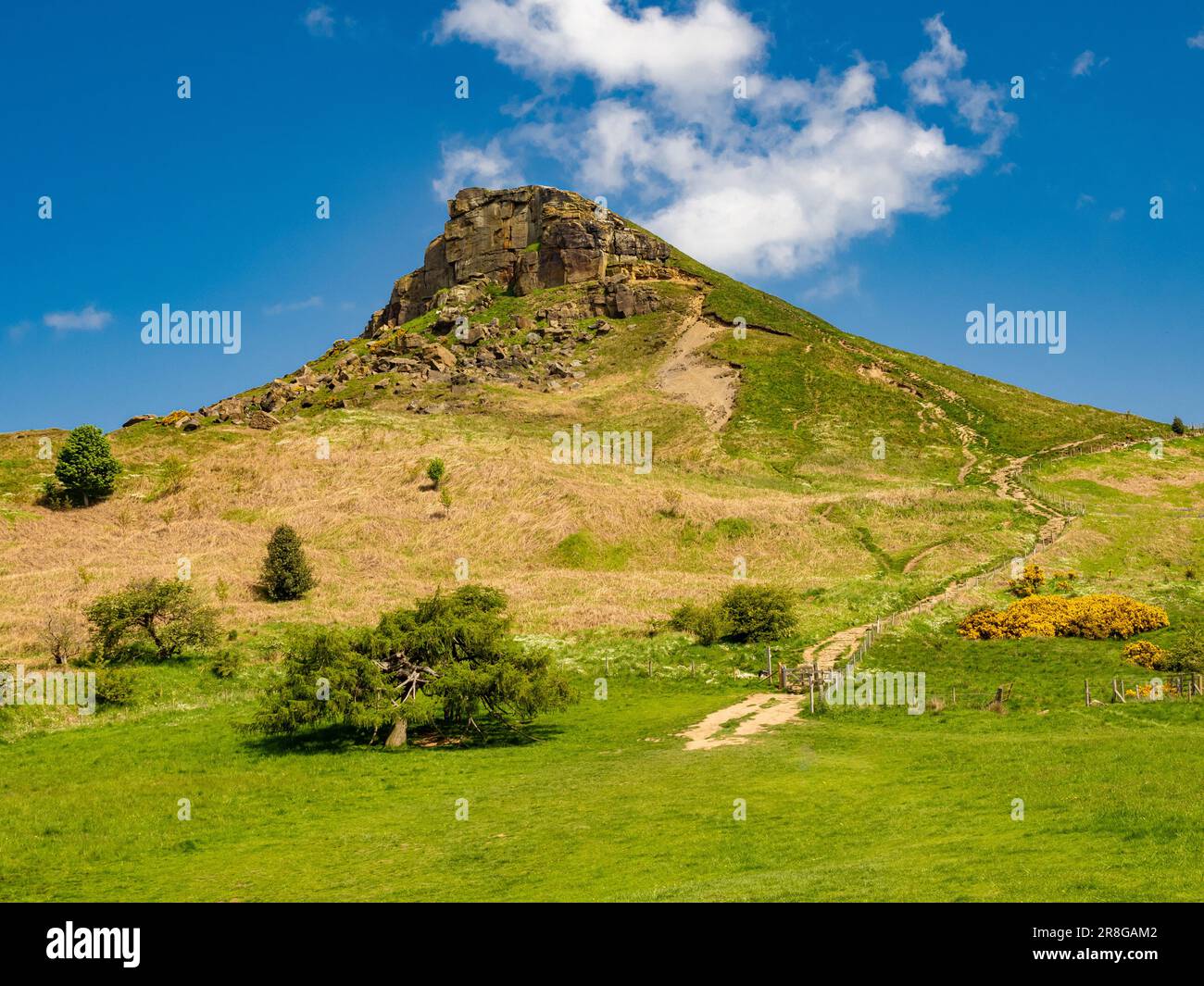 The iconic shape of Roseberry Topping seen with an old coniferous tree in the foreground. Stock Photo