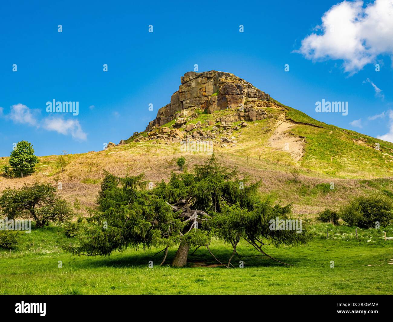 The iconic shape of Roseberry Topping seen with an old coniferous tree in the foreground. Stock Photo