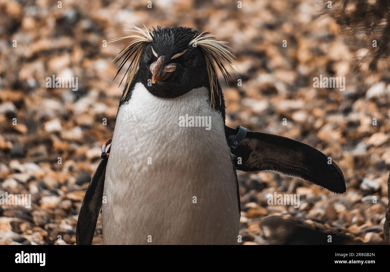 A single penguin stands atop a rocky shoreline, pebbles and stones