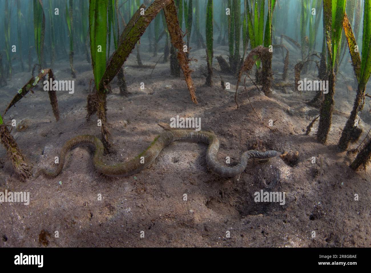A marine file snake, Acrochordus granulatus, slithers across the muddy seafloor in an Indonesian seagrass bed. The species is completely aquatic. Stock Photo