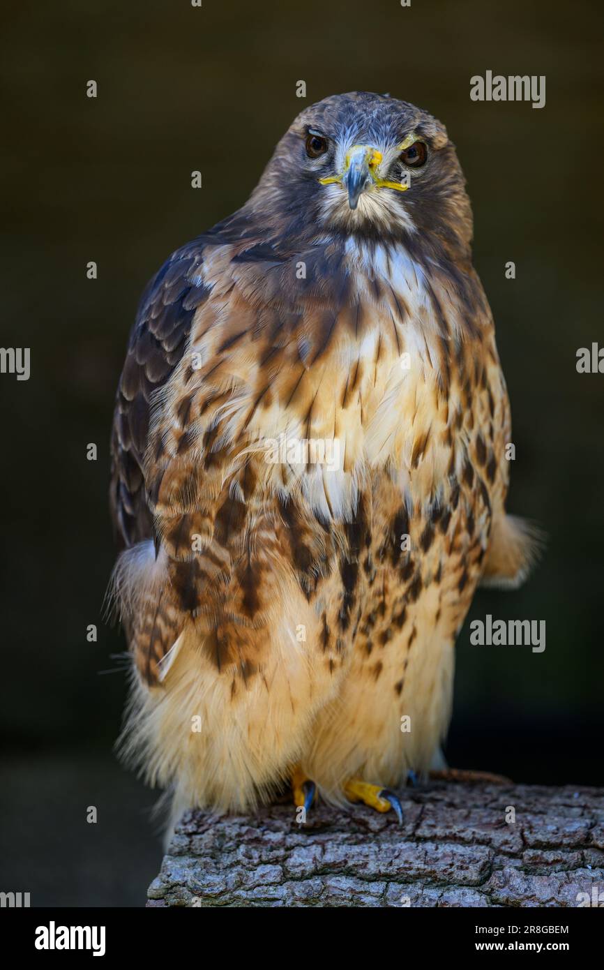 Predatory Ridable Birds Predatory bird hi-res stock photography and images - Alamy
