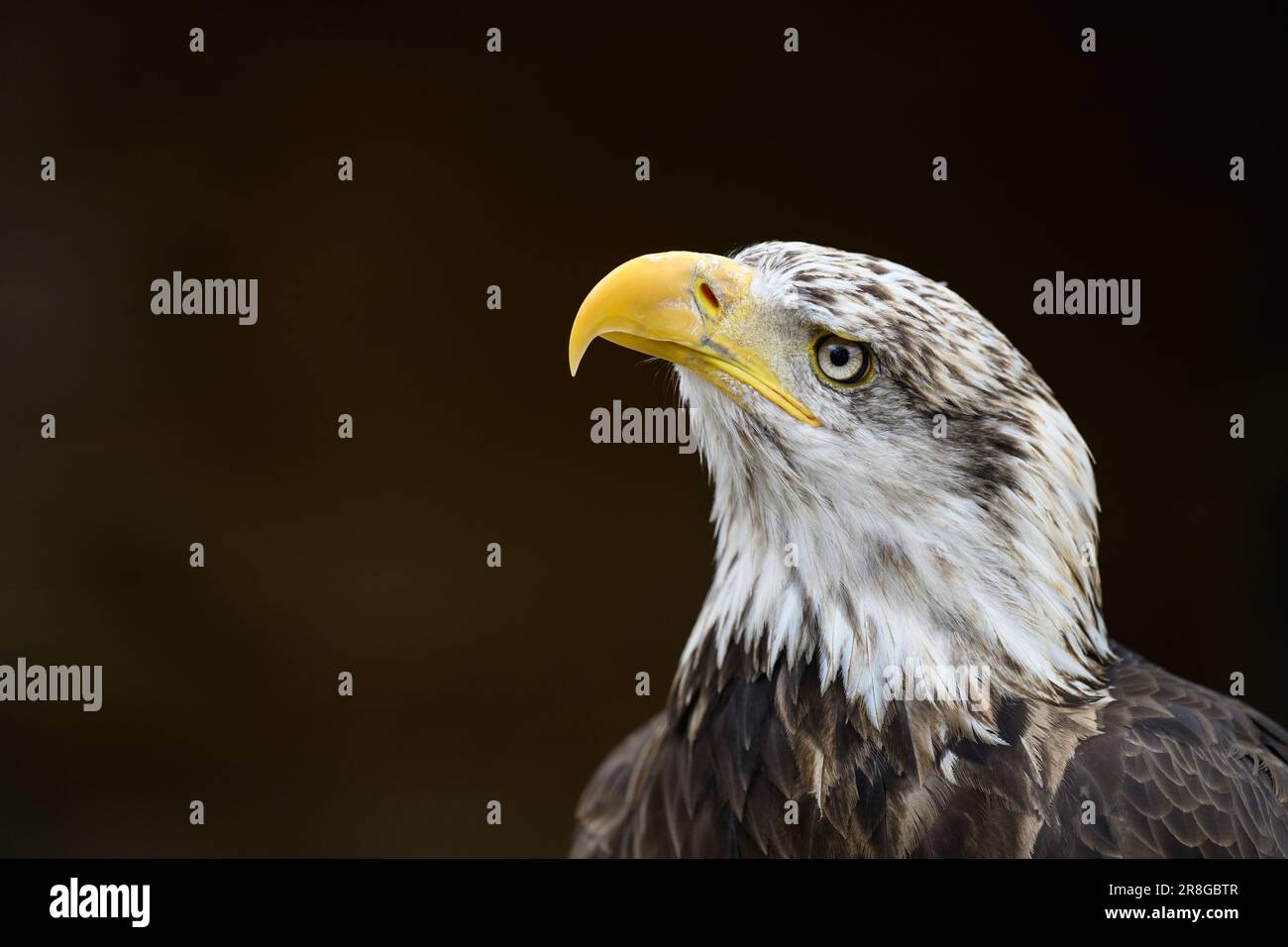 Yound Bald Eagle portrait Stock Photo