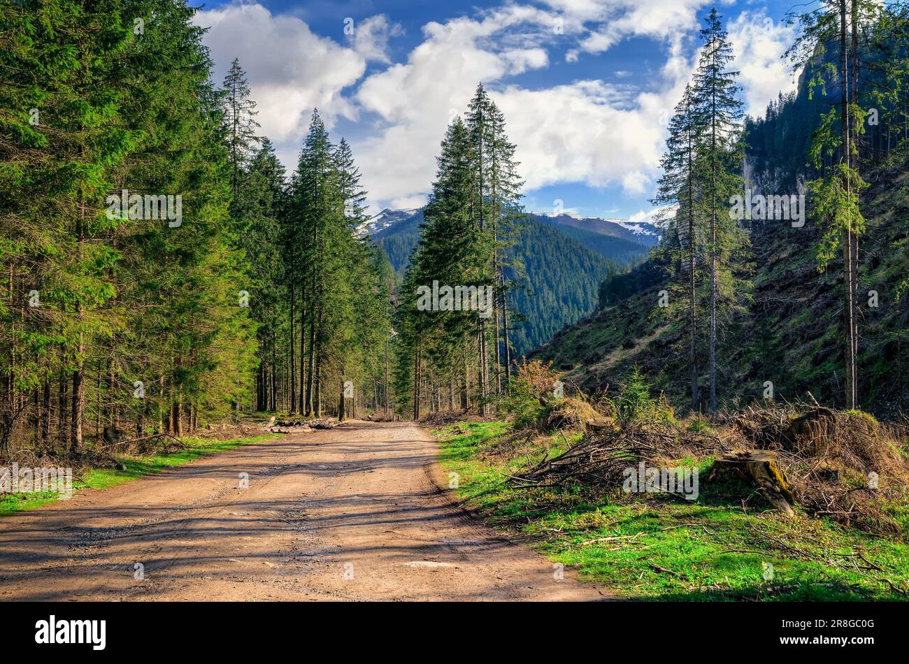 Gravel forest road hi-res stock photography and images - Alamy