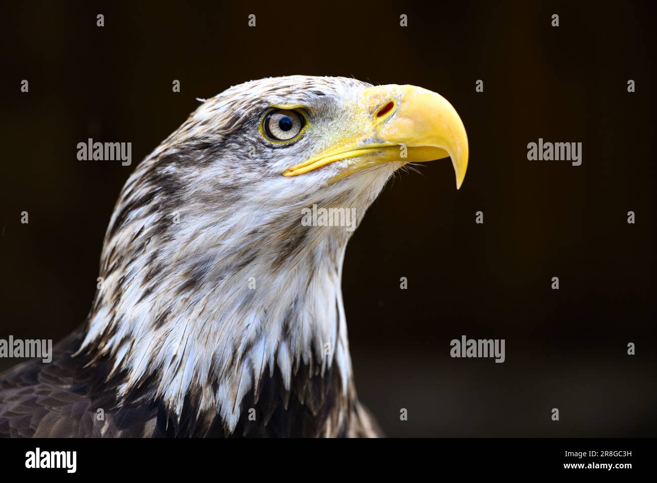 Yound Bald Eagle portrait Stock Photo