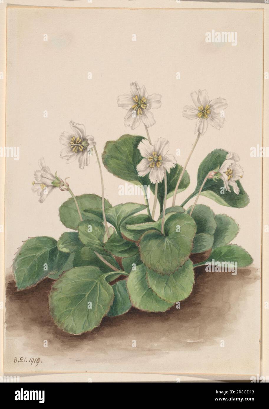 Oconee-Bells (Shortia galacifolia) 1919 by Mary Vaux Walcott, born Philadelphia, PA 1860-died St. Andrews, New Brunswick, Canada 1940 Stock Photo