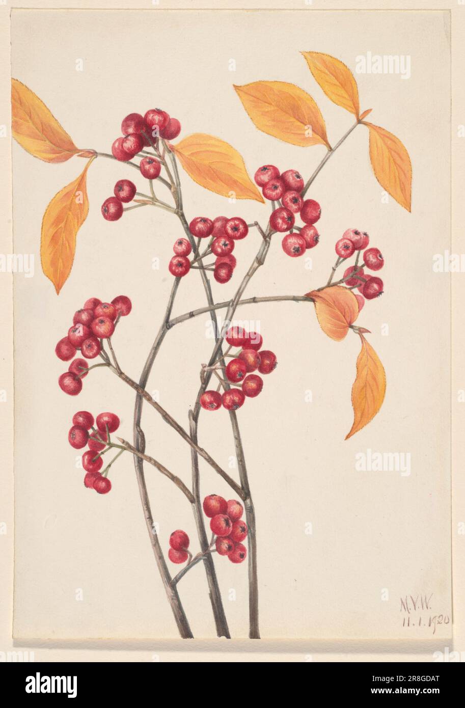 Red Chokeberry (Aronia arbutifolia) 1920 by Mary Vaux Walcott, born Philadelphia, PA 1860-died St. Andrews, New Brunswick, Canada 1940 Stock Photo