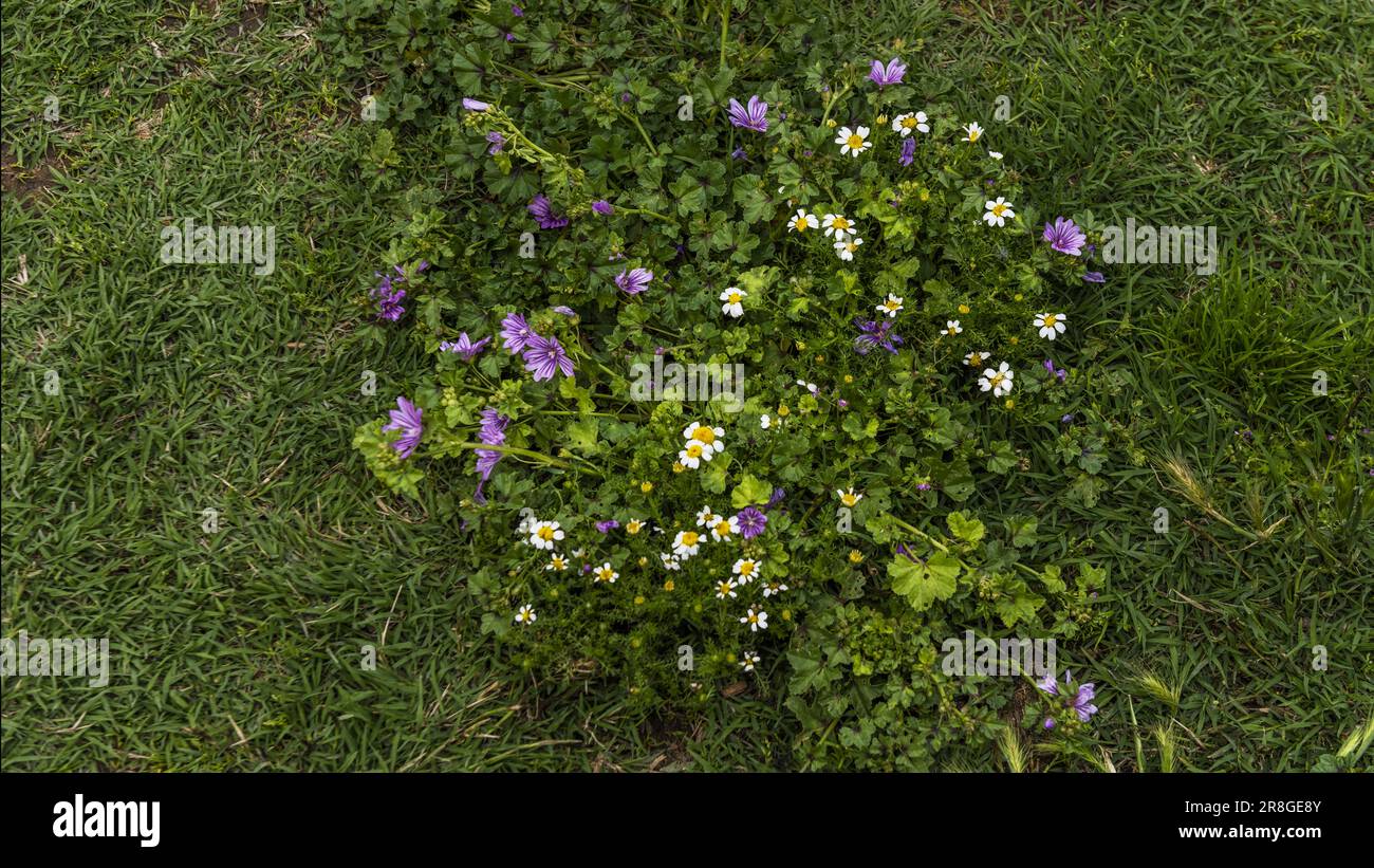 A nice bunch of wild flowers growing amongst the grass in the woods Stock Photo