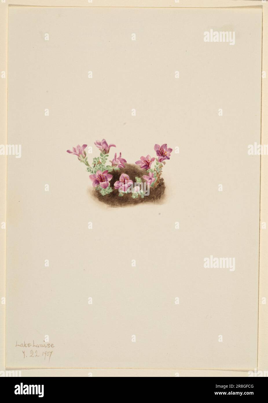 Purple Saxifrage (Saxifrage oppositifolia) 1907 by Mary Vaux Walcott, born Philadelphia, PA 1860-died St. Andrews, New Brunswick, Canada 1940 Stock Photo