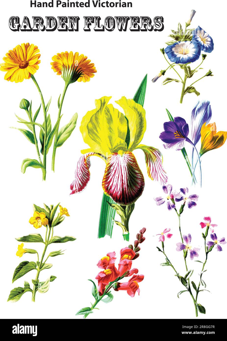 Colorful and beautiful images of handpainted garden flowers from the