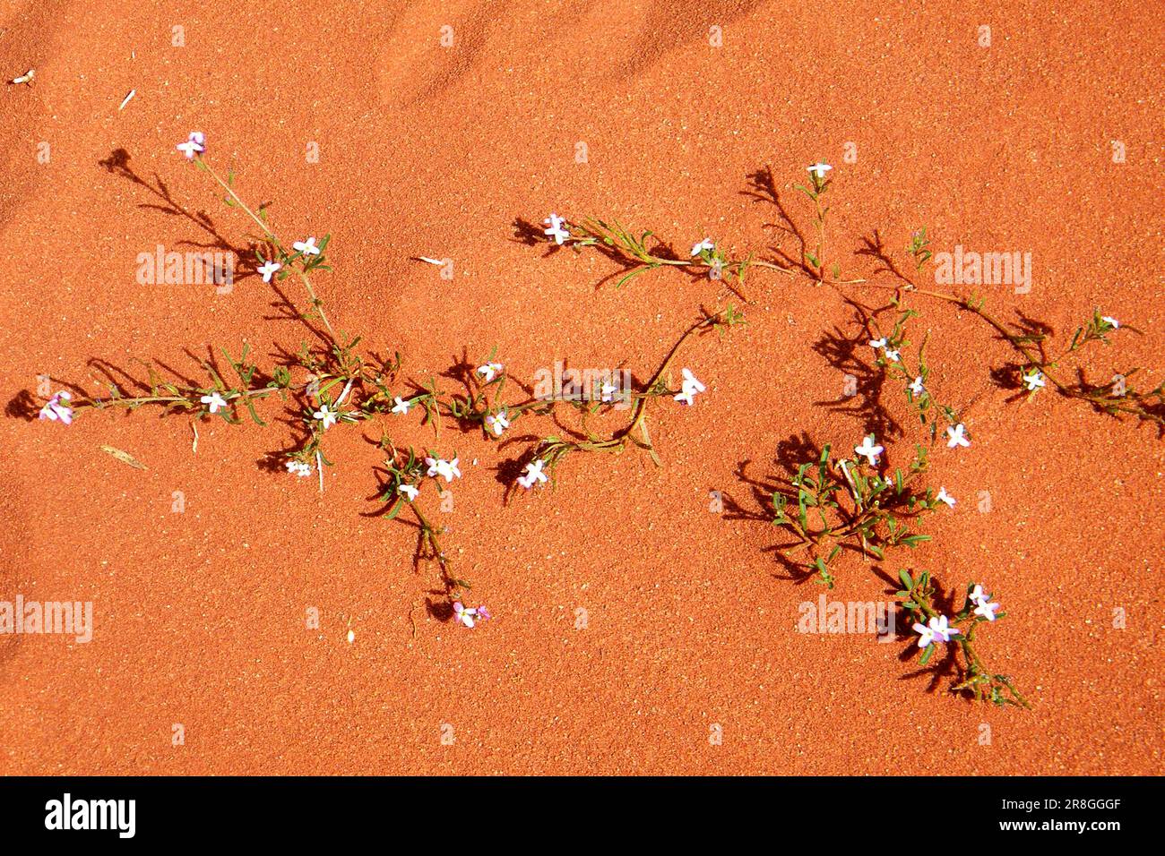 Desert Flowering, Saudi Arabia Stock Photo
