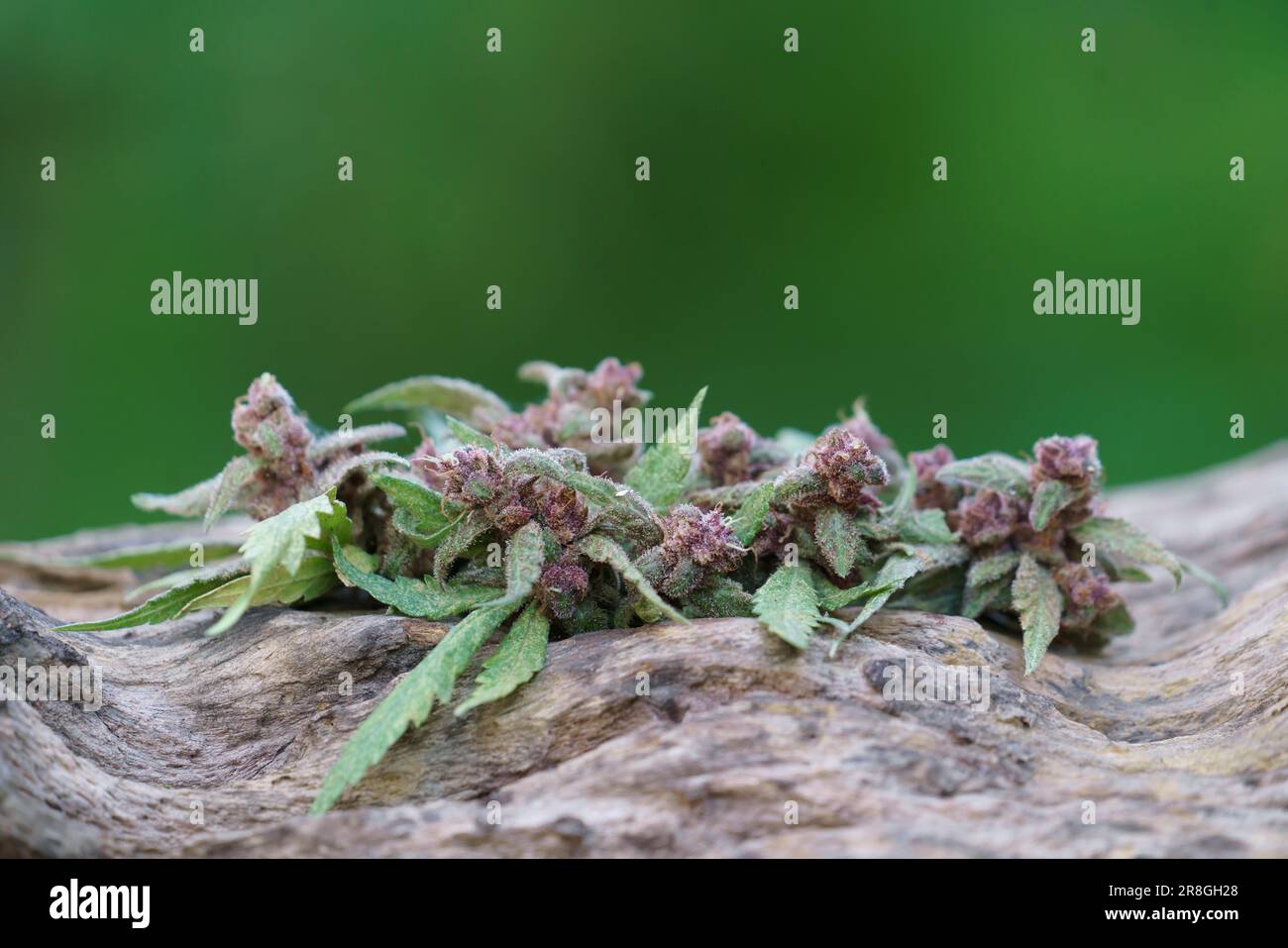 Close up of flowering cannabis plant on wood Stock Photo