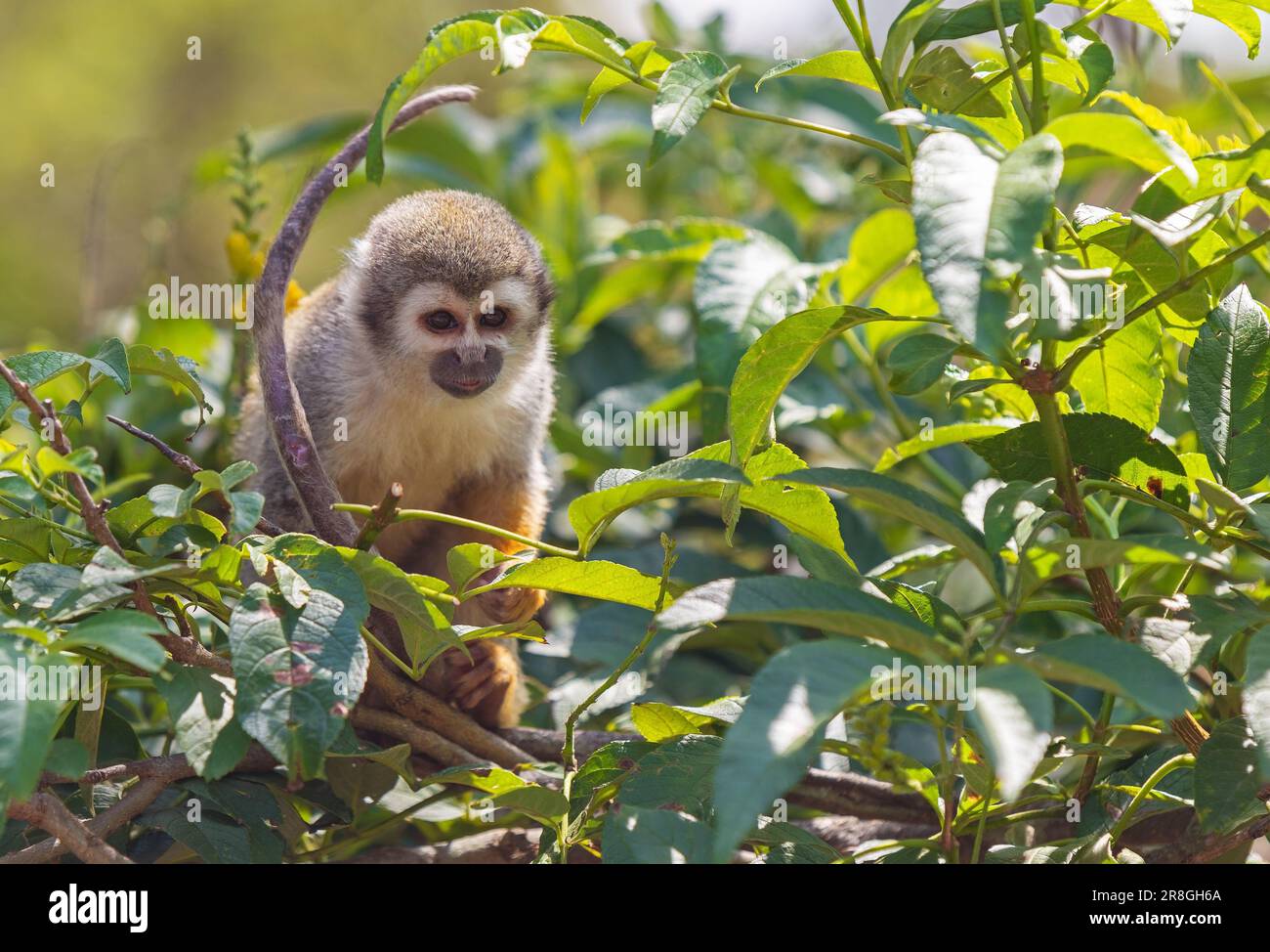 Squirrel Monkey (Saimiri) portrait in the Amazon rainforest canopy