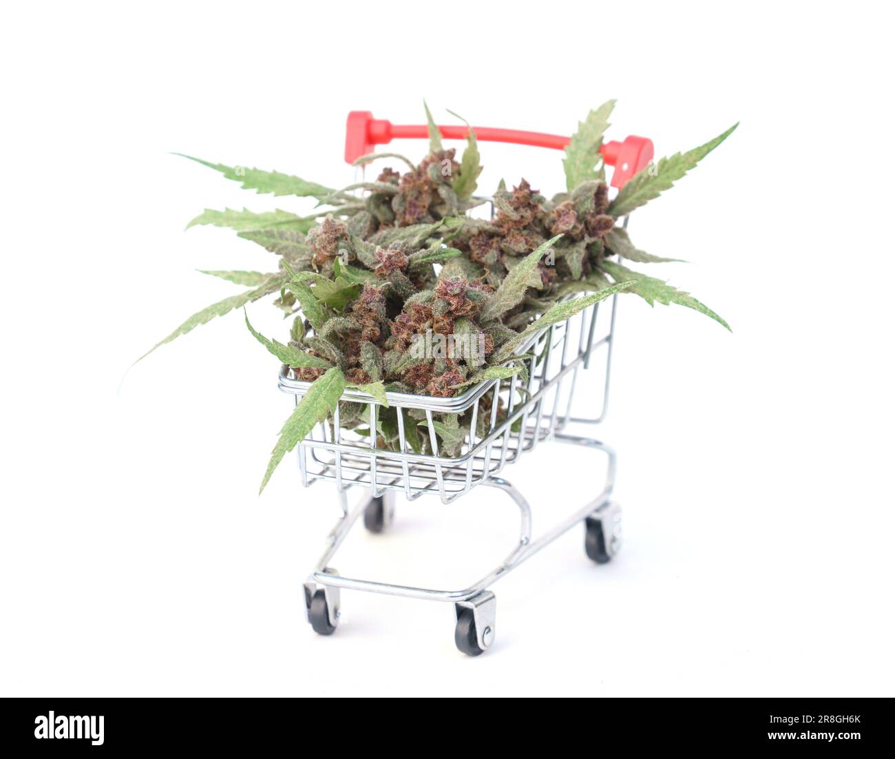 Close up of flowering cannabis plant in trolley on white background Stock Photo