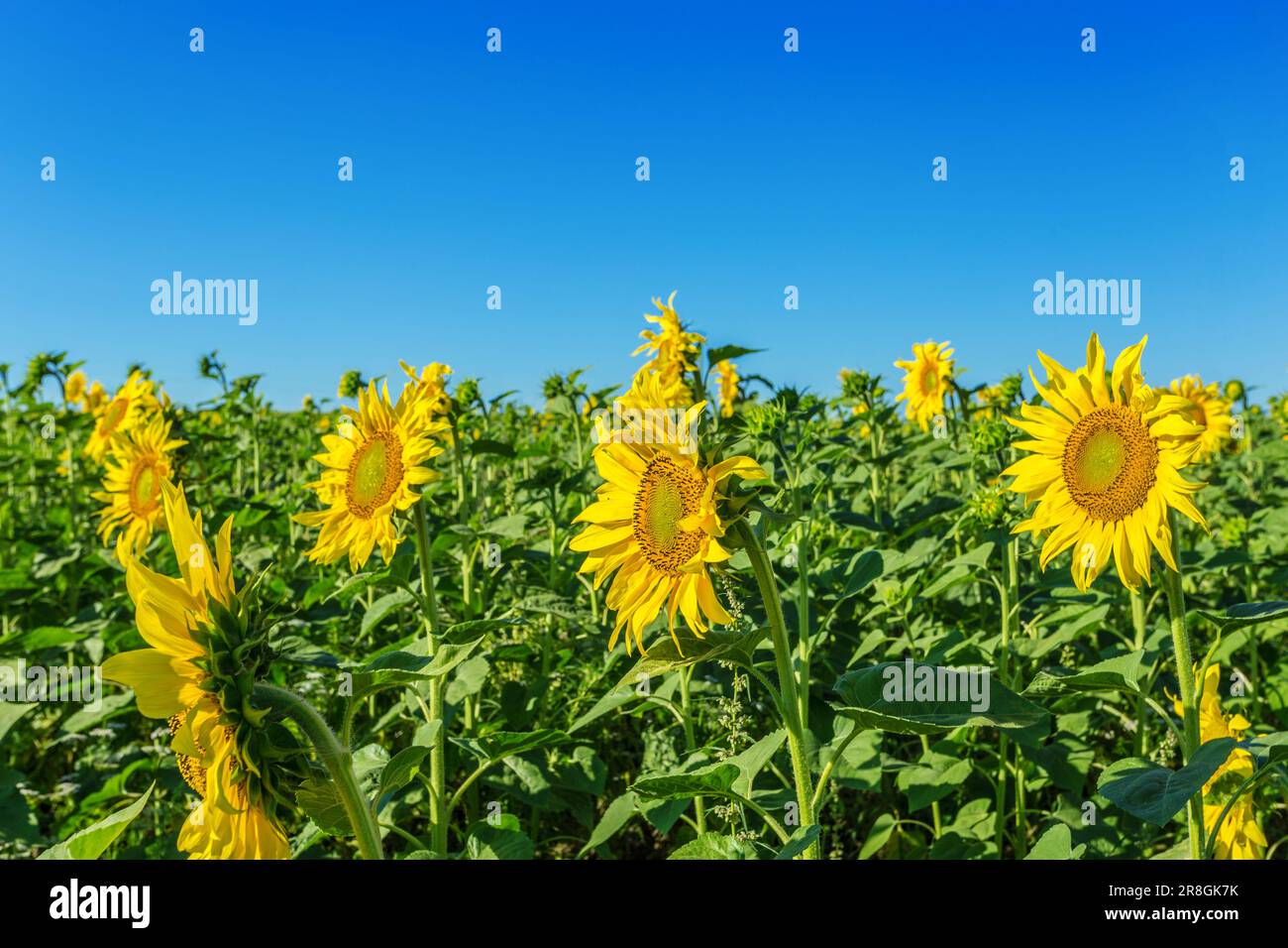 Yellow field of sunflowers Stock Photo - Alamy