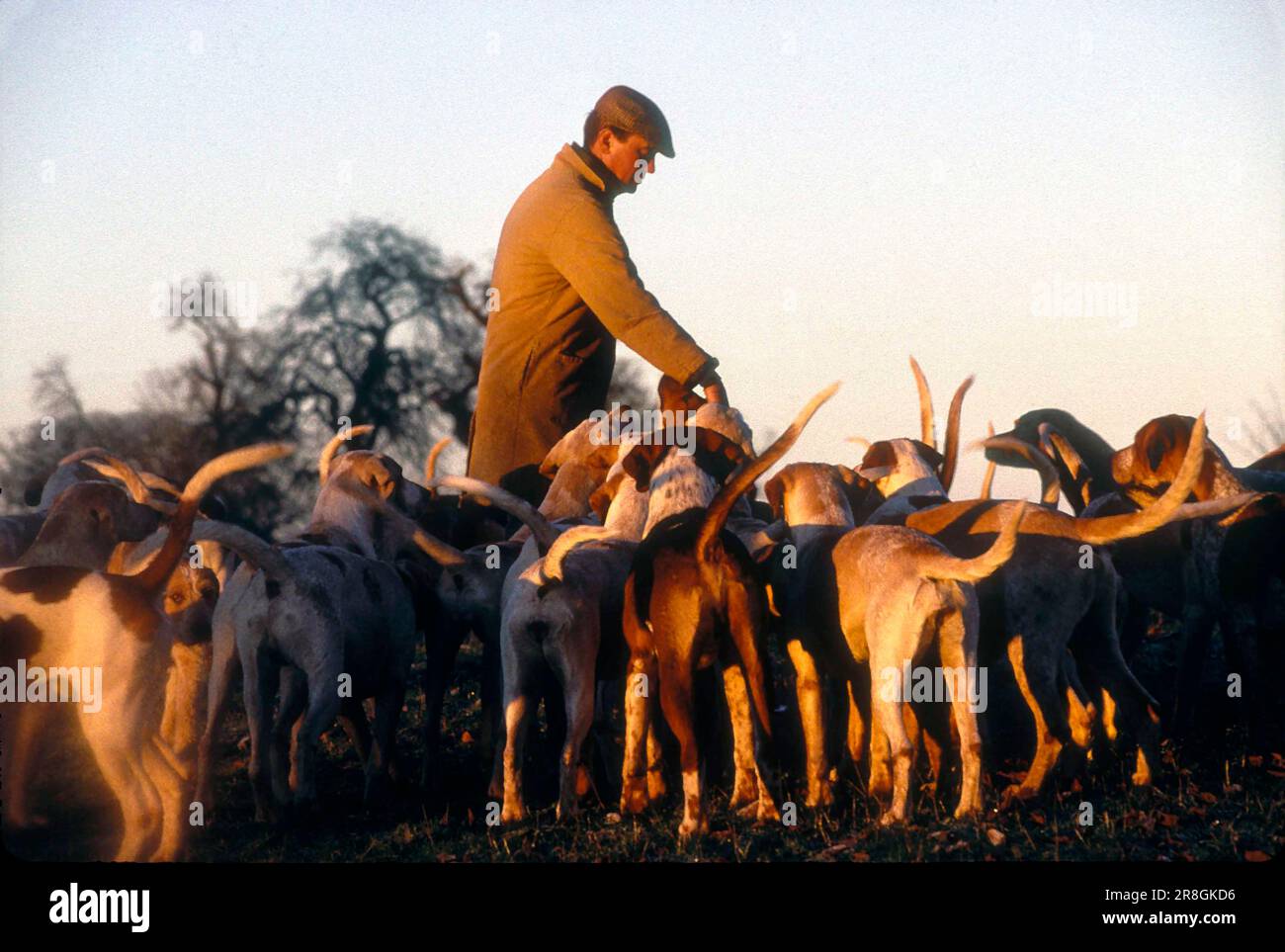 Fox hunting, the Duke of Beaufort hunt.  Morning hound exercise in parkland with huntsman Charles Wheeler who is first Whipper-in before a days hunting. Badminton, Gloucestershire, England circa November 1996. 1990s UK HOMER SYKES Stock Photo
