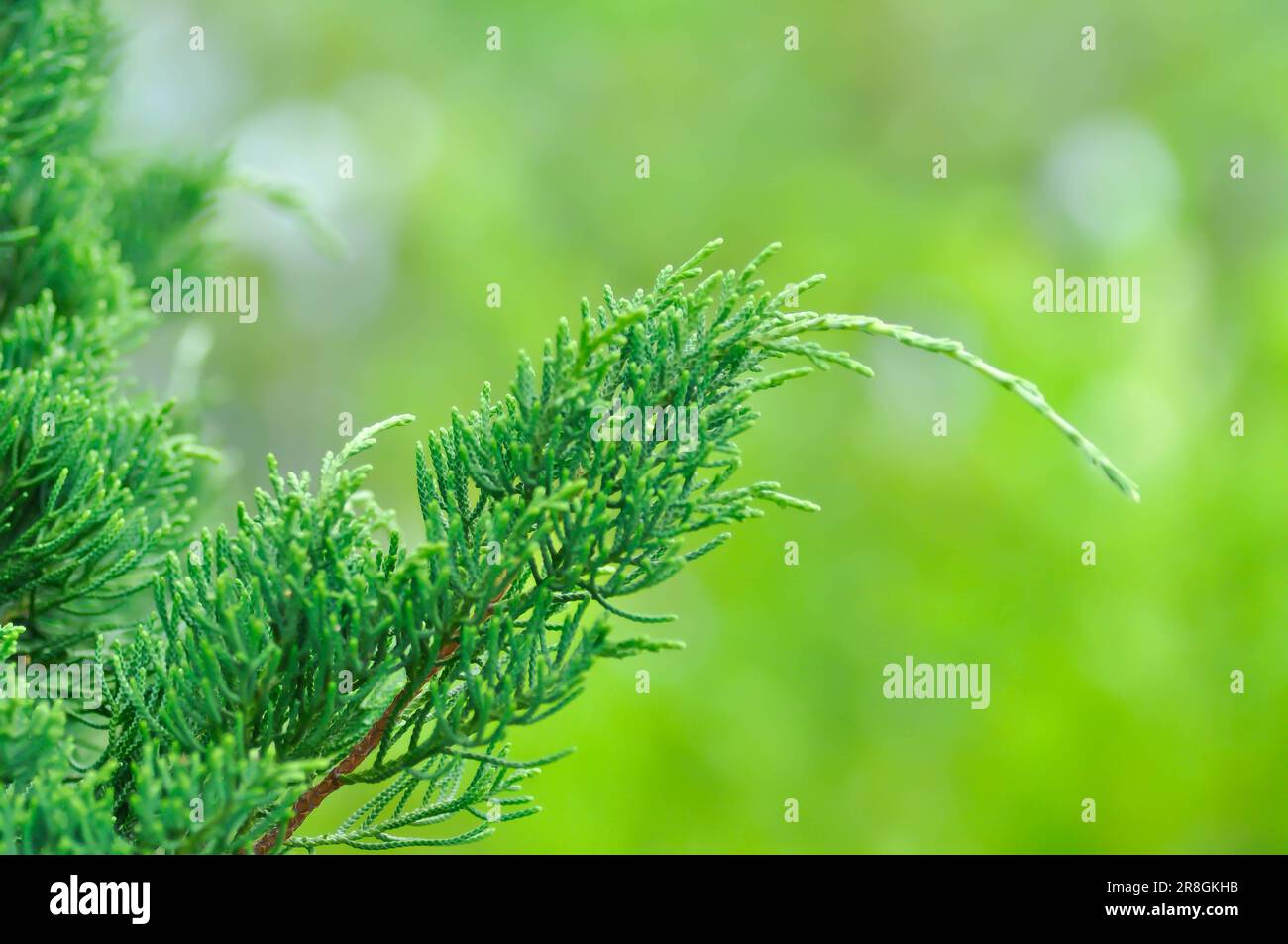 Juniperus chinensis, Chinese juniper or CUPRESSACEAE or pine tree Stock Photo
