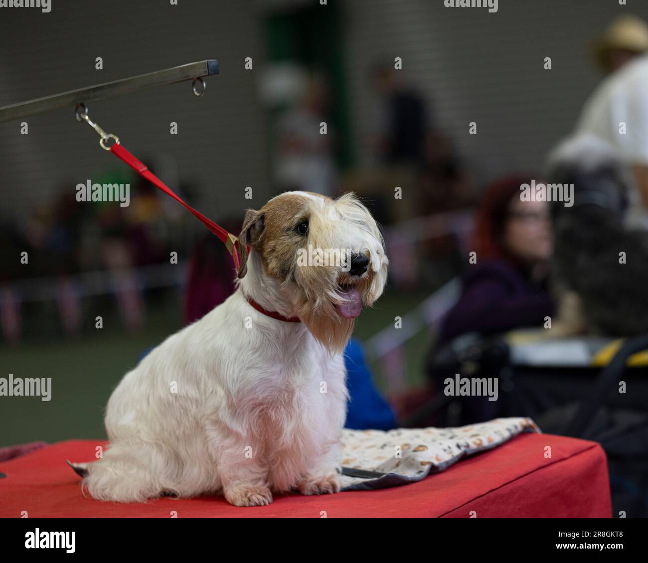 A Sealyham Terrier at the UK Vulnerable Native Breeds show Stock Photo ...