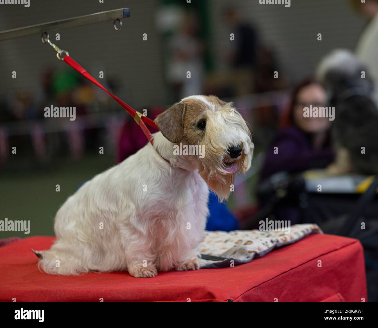 Sealyham hi-res stock photography and images - Alamy Sealyham hi-res stock photography and images - Alamy