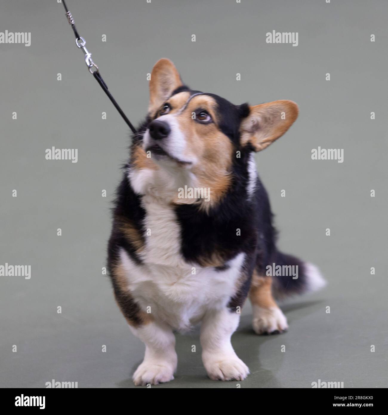 A Cardigan Bay Corgi at the UK Vulnerable Native Breeds show Stock Photo