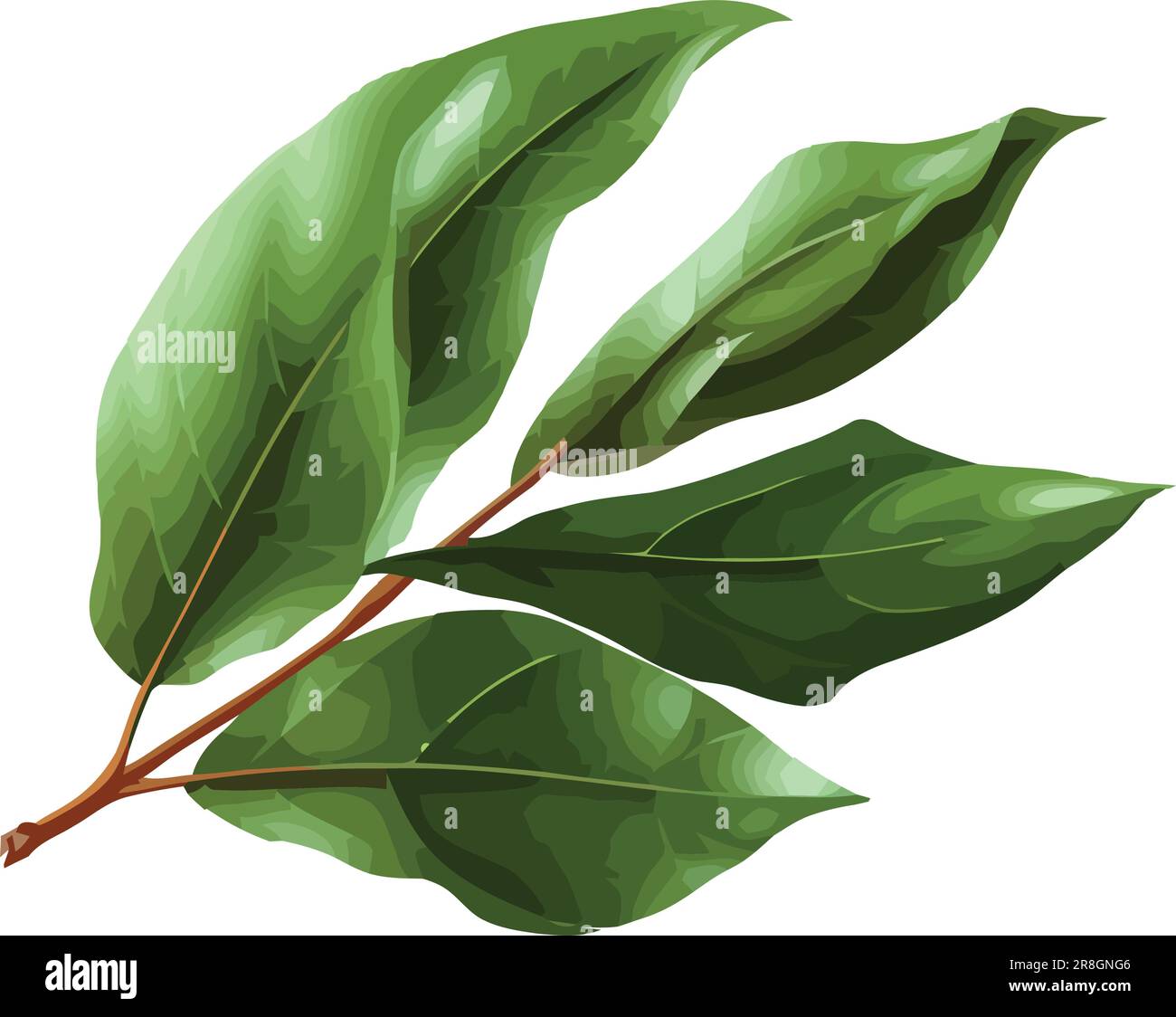 Fresh green leaves on a tree branch vector Stock Vector Image & Art - Alamy