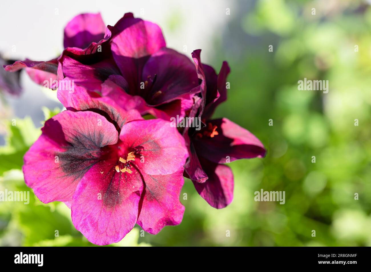 Ivy geranium pelorgonium close-up. Pink red flowers. Stock Photo