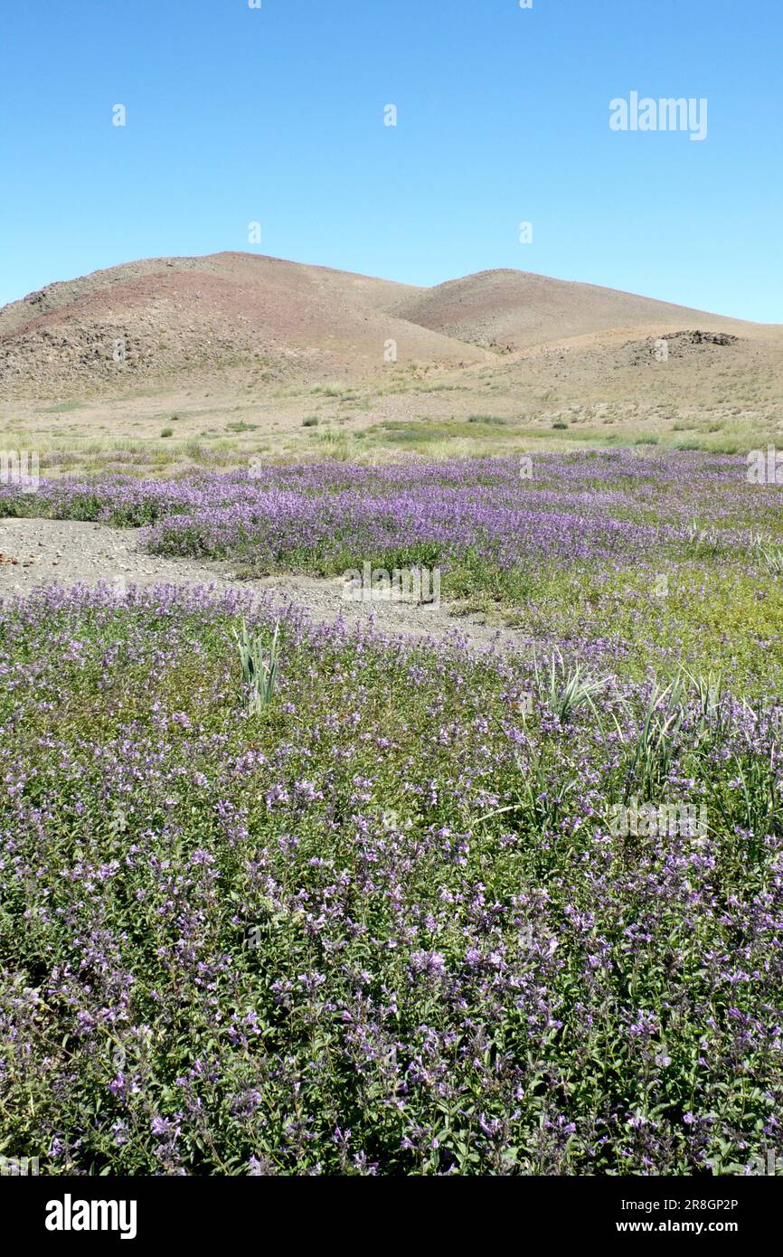 Lavender, Gobi Desert, Mongolia Stock Photo