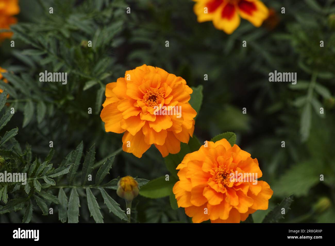 A bush with orange marigold flowers on it. Close up. Stock Photo