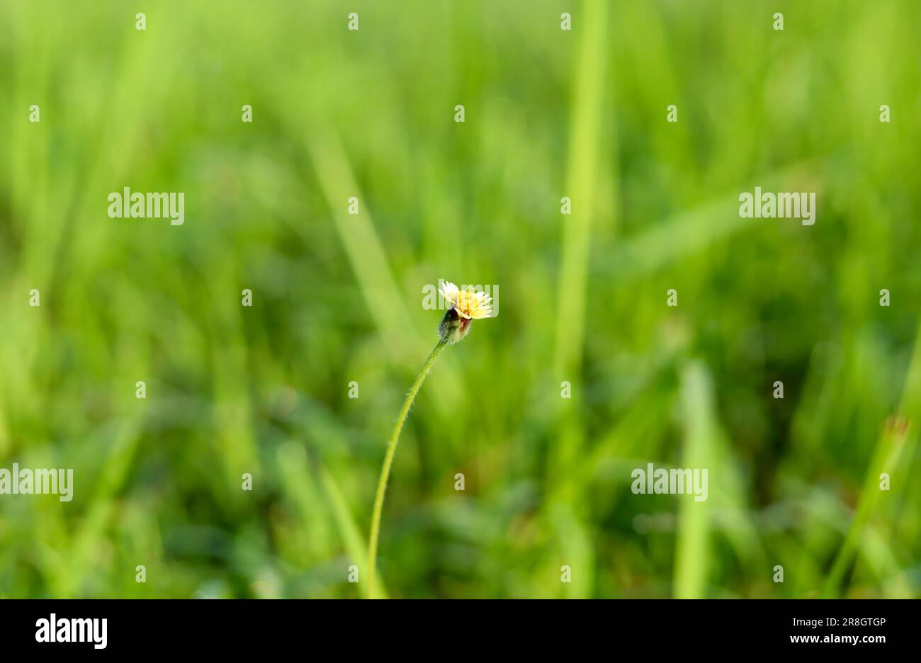 Close-up Tridax procumbens Daisy flower blooming with blurred green grass background Stock Photo