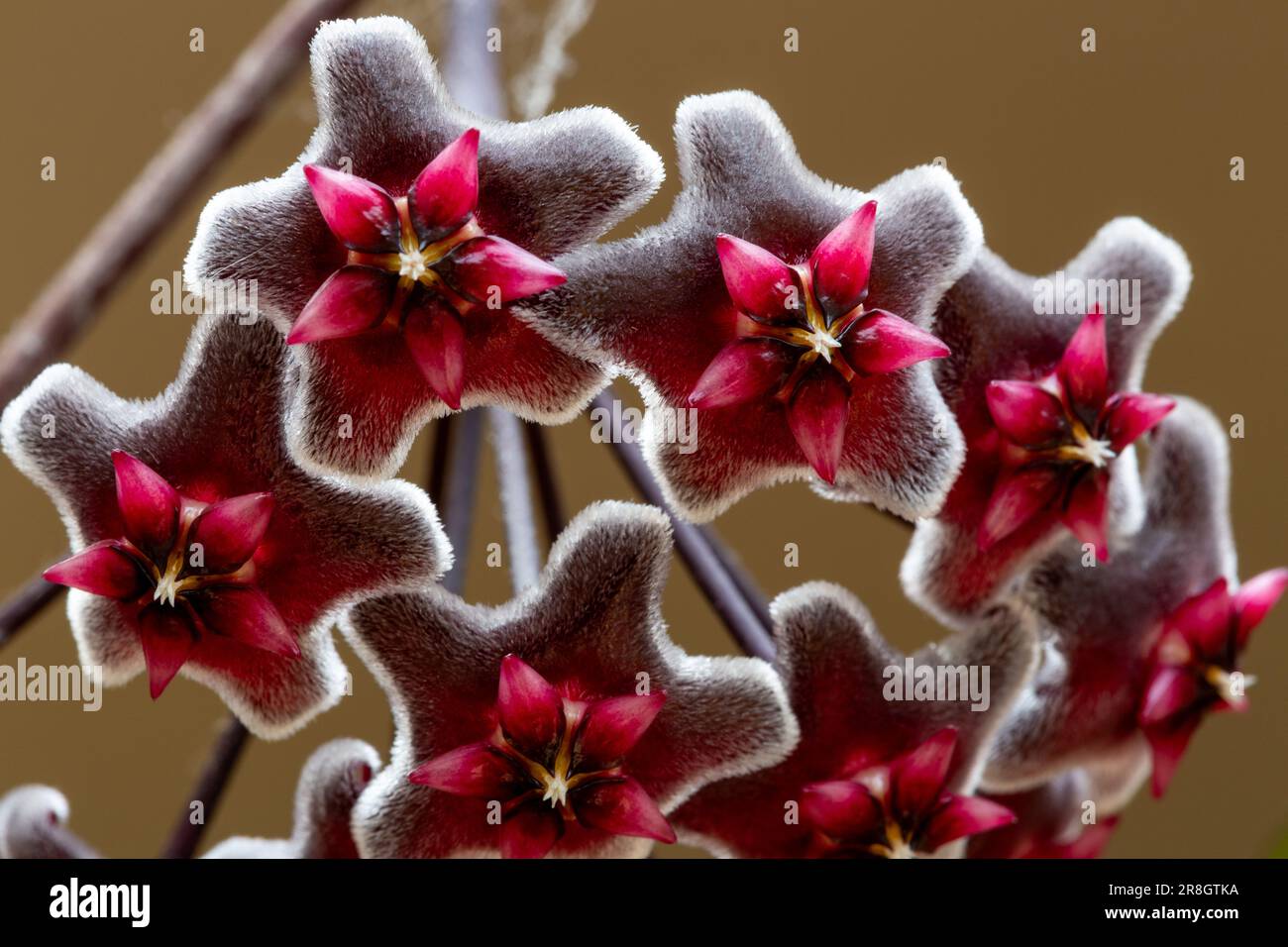 Flower of a Honeywort (Hoya pubicalyx) Stock Photo