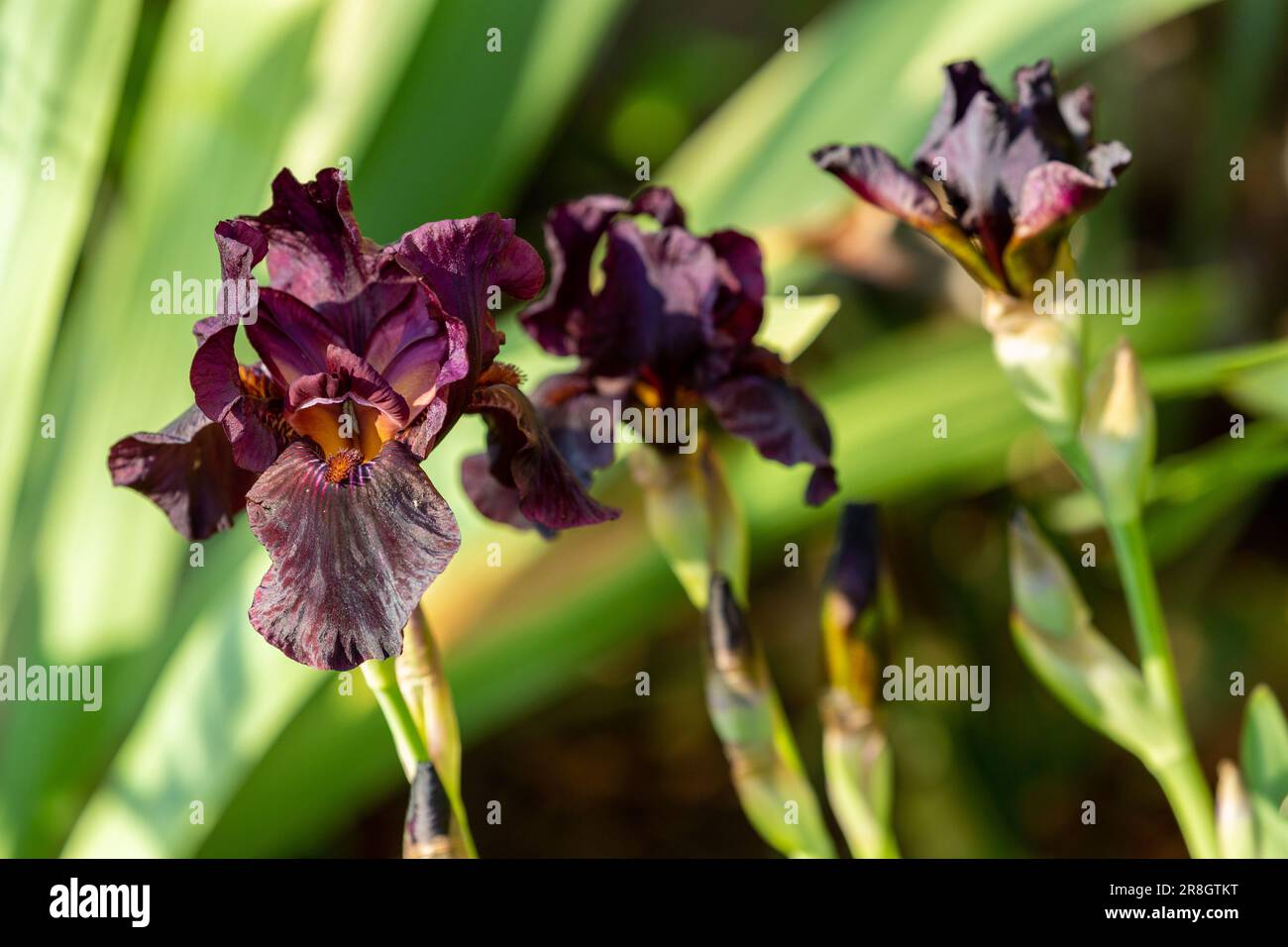 Dark Purple Iris in flower in May Stock Photo