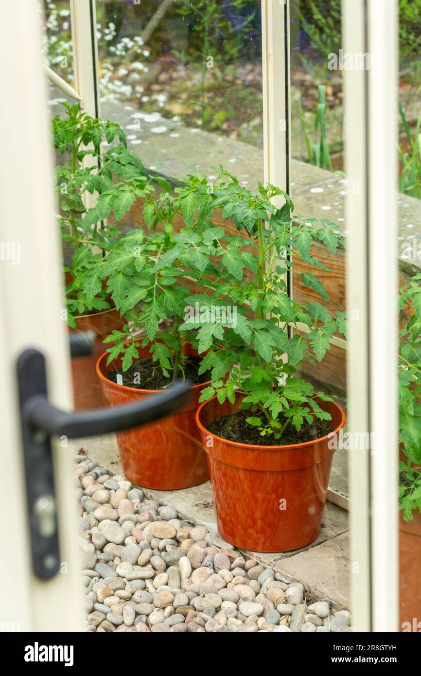 Tomato plants being grown in brown plastic pots inside a greenhouse in