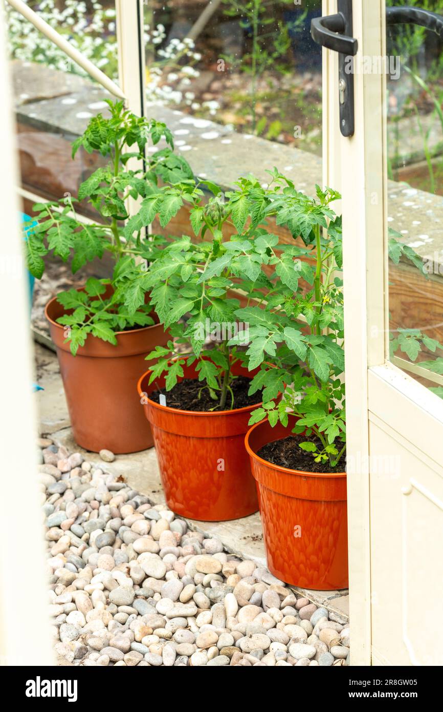Tomato plants being grown in brown plastic pots inside a greenhouse in ...