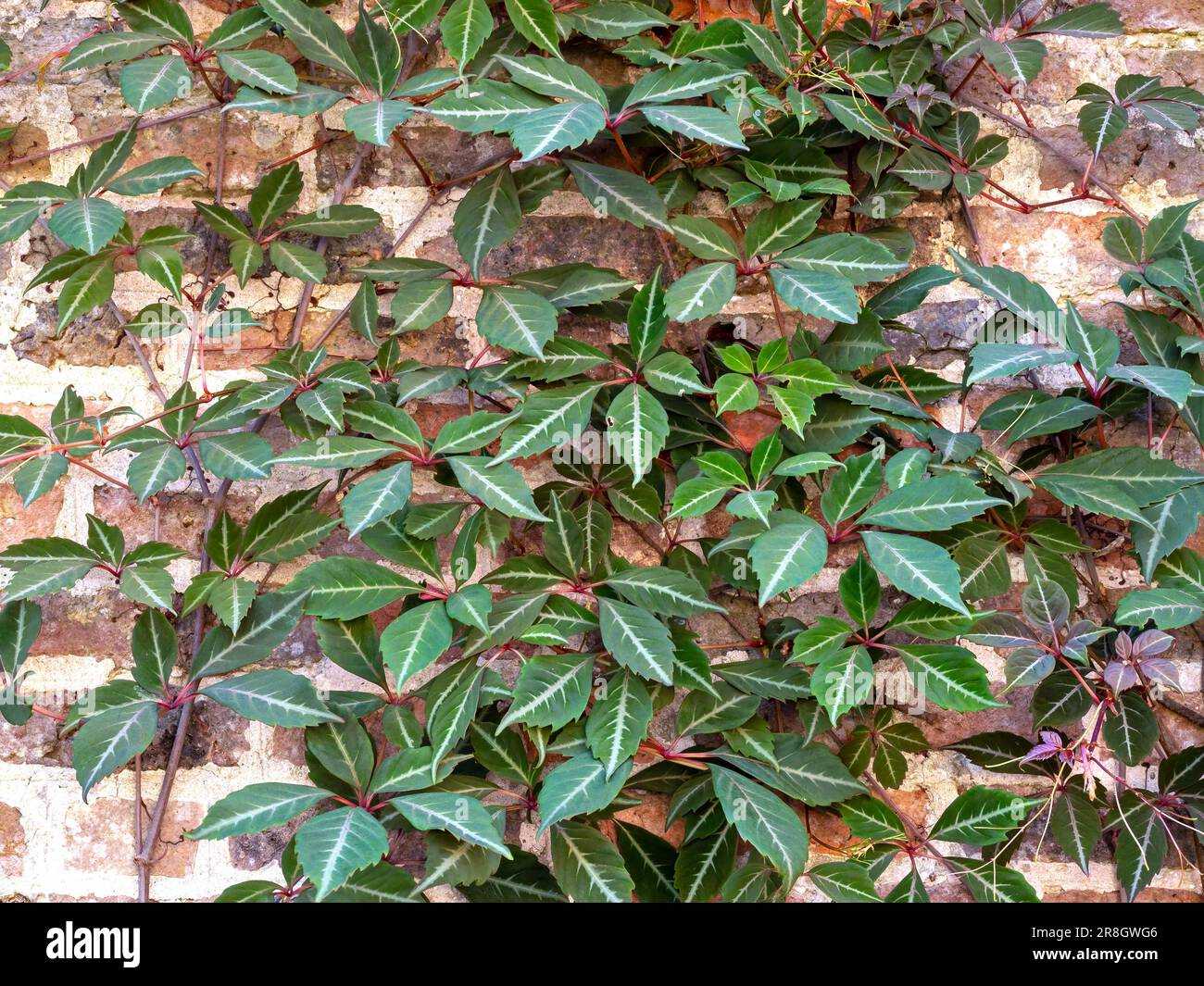 Chinese Virginia creeper growing on a brick wall Stock Photo Alamy