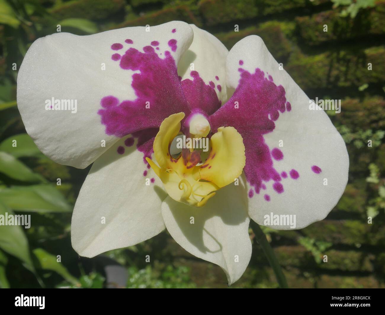White Orchid Flowers Stock Photo Alamy