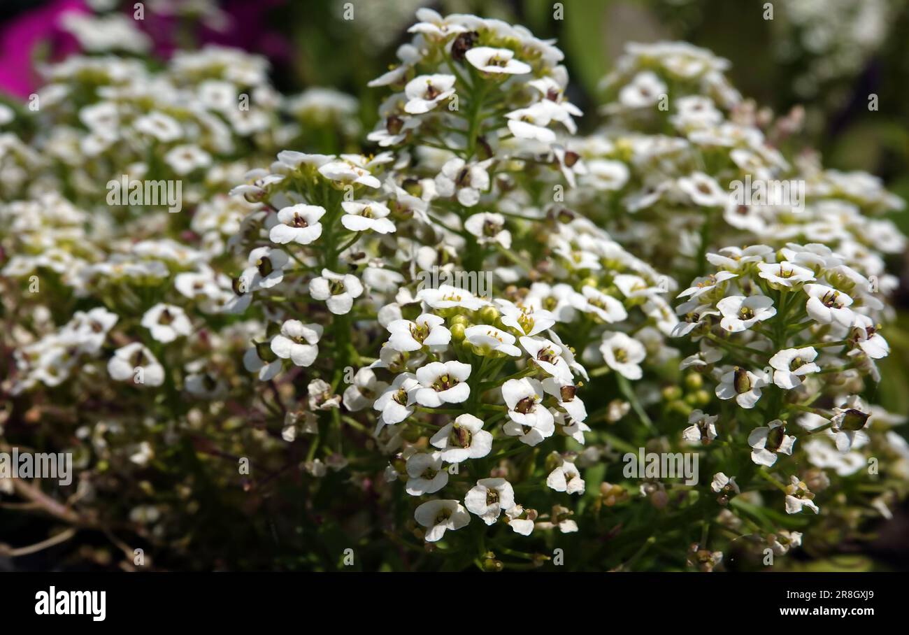 Flowers Alyssum blooms with small white flowers Stock Photo - Alamy