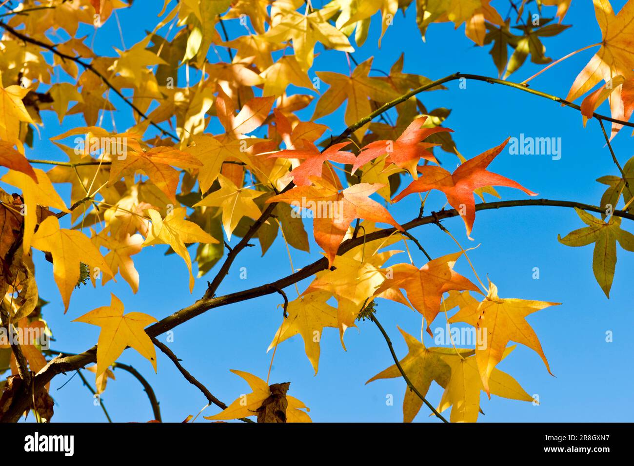 Flora and leaves hi-res stock photography and images - Alamy