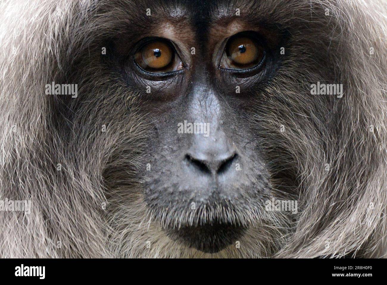silver-mane-hi-res-stock-photography-and-images-alamy