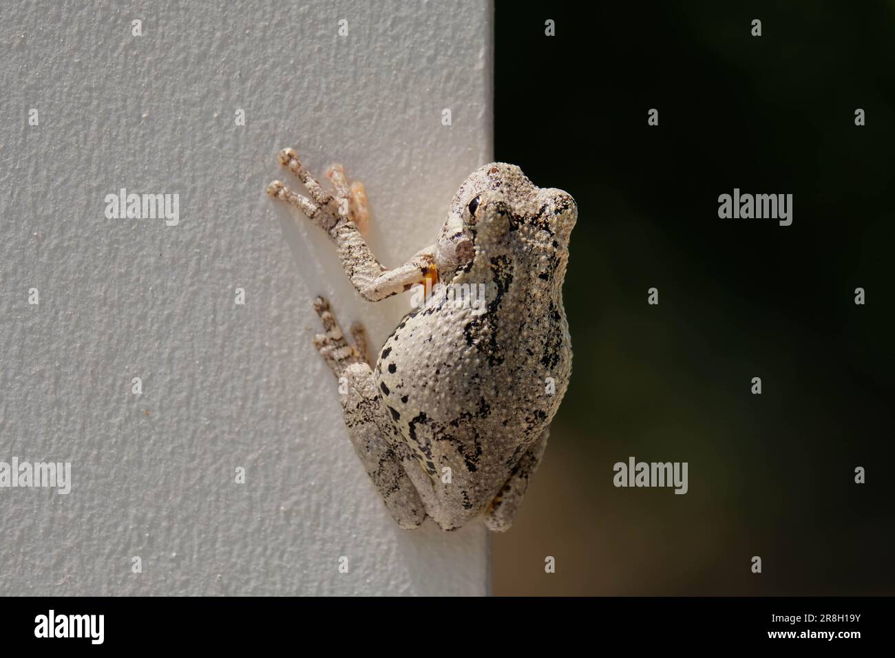Eastern gray treefrog (Dryophytes versicolor) owhite painted post with detailed skin Stock Photo