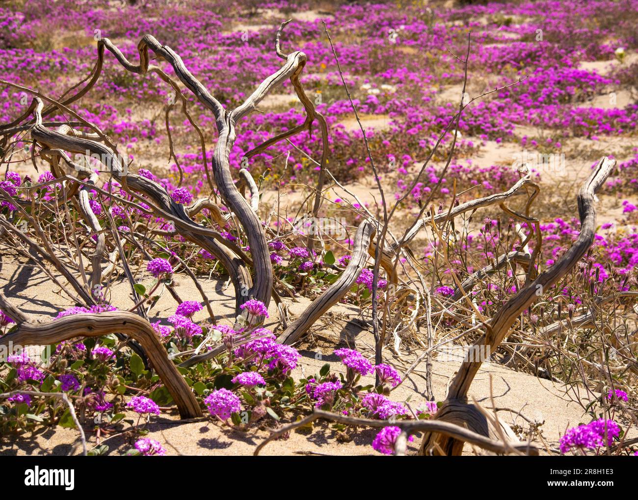 Desert Sand Verbena at Anza Borrego Desert State Park, California Stock Photo