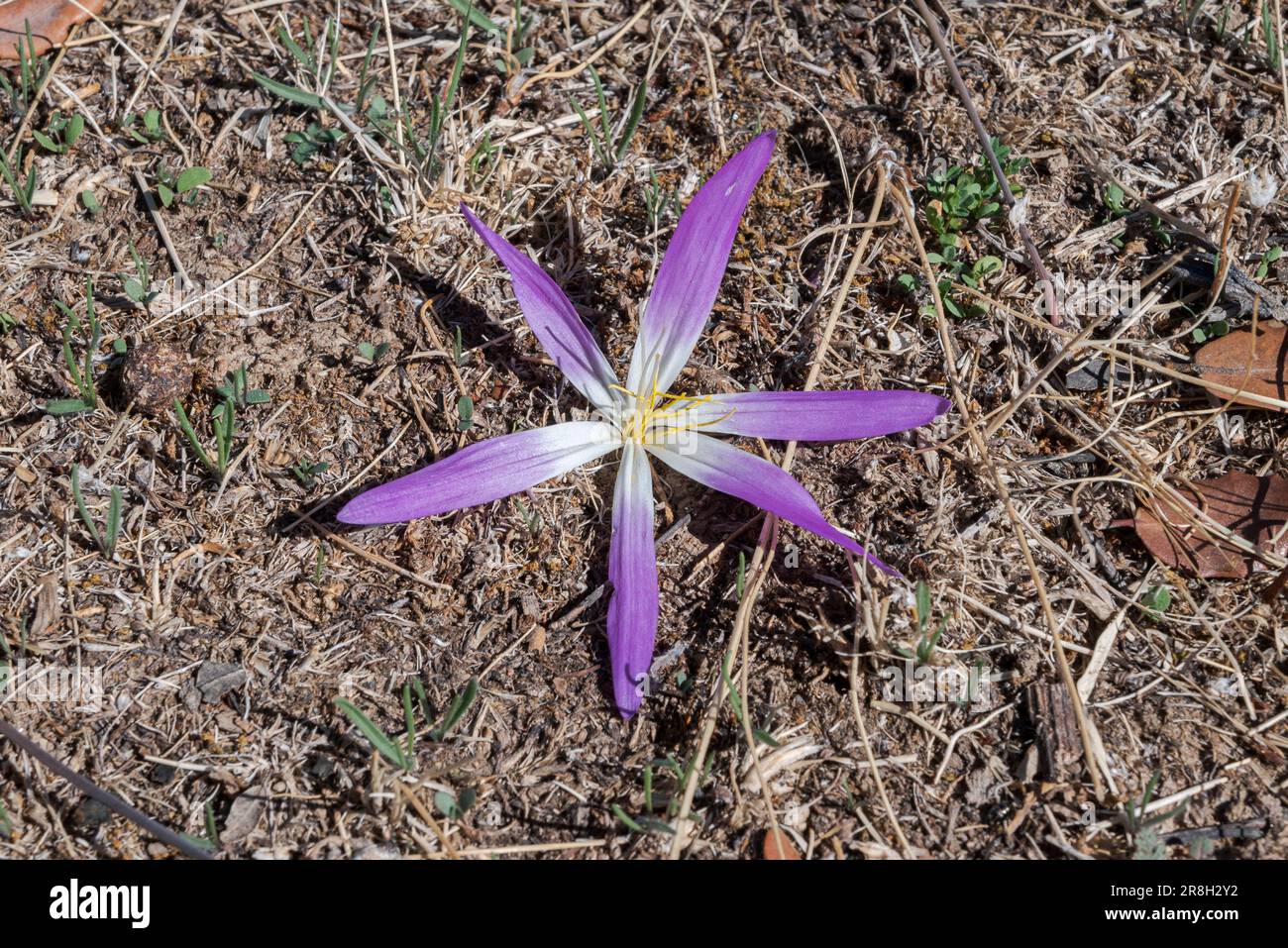 Flower of Mountain Colchicum, Colchicum montanum, a small bulbous plant endemic to the Iberian Peninsula. Photo taken in the municipality of San Agust Stock Photo